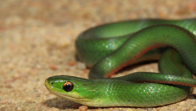 Nuestra fauna