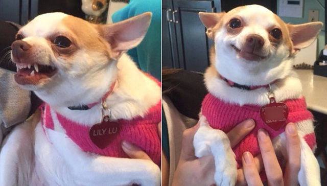 Vida de perros