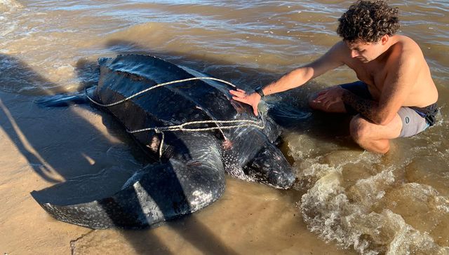 Se fue con Donatello y Raphael