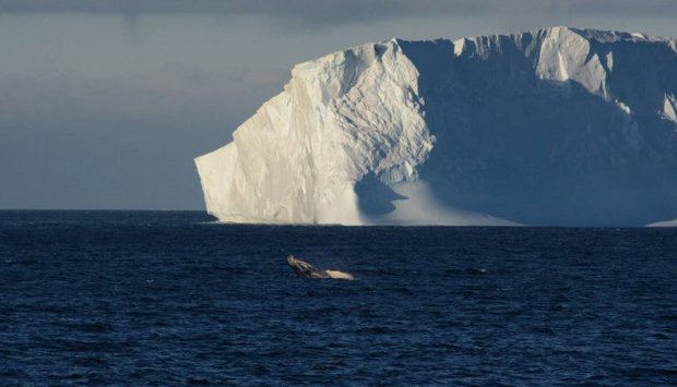 Un iceberg siete veces más grande que Montevideo se desprendió de la Antártida