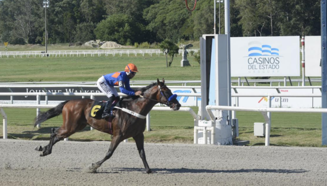 En el césped se verán los pingos