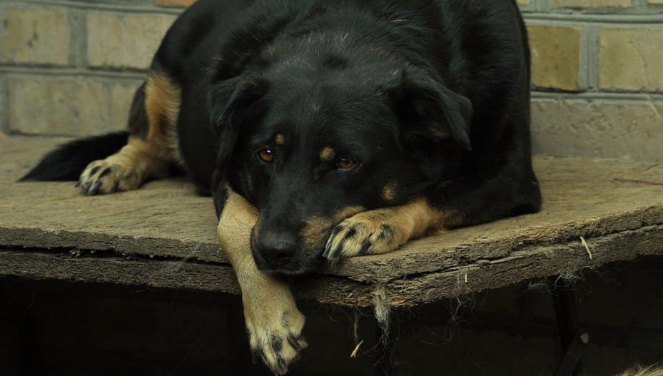 Vida de perros, por Andrés Peirano