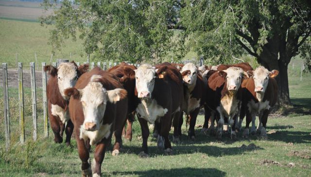 Vamos a tratarlos bien