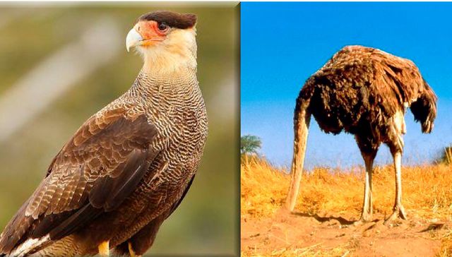 Escribe Esteban Valenti