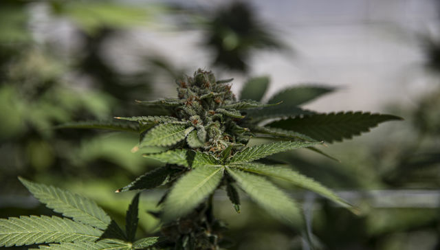 Por The New York Times