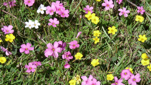 No todo lo verde es eco