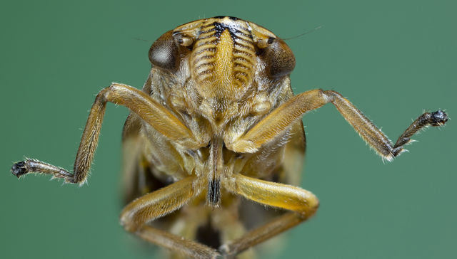 Por The New York Times