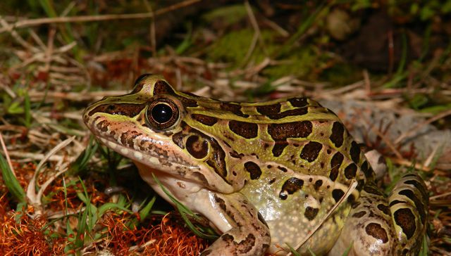 Nuestra fauna