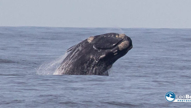 El show de la ballena