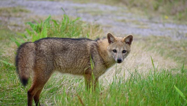 Nuestra fauna