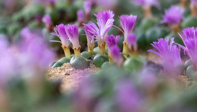 Por The New York Times