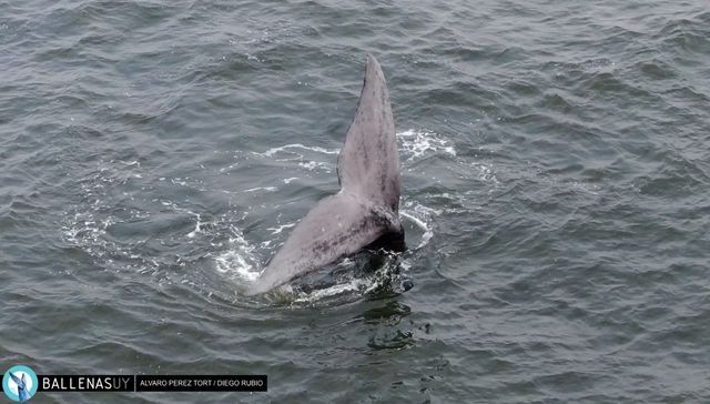 El show de la ballena