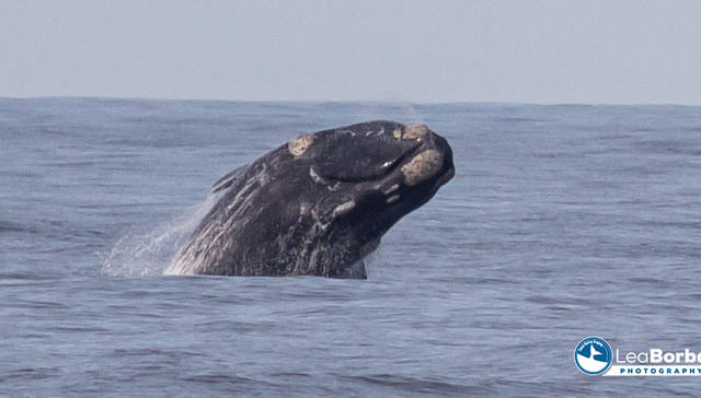 El show de la ballena