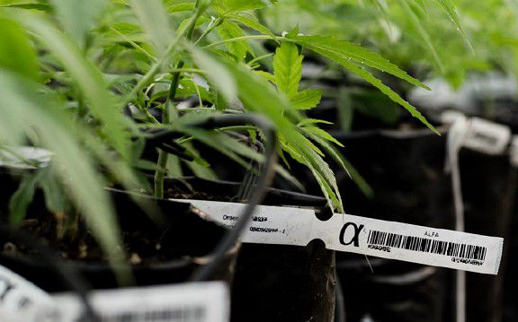 No pagan en especias