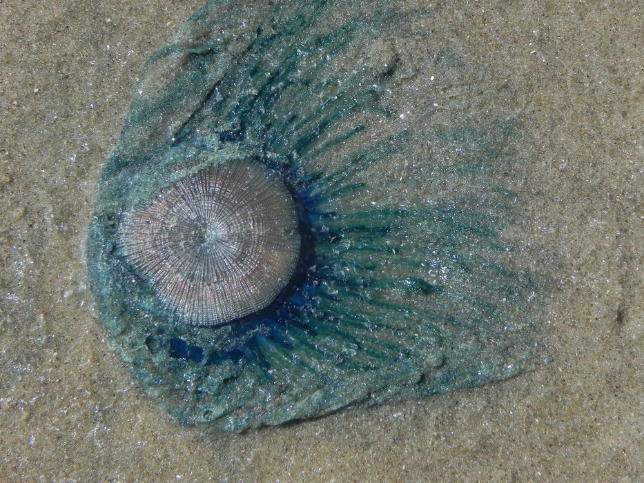 Foto: Ana Martínez Goicoechea