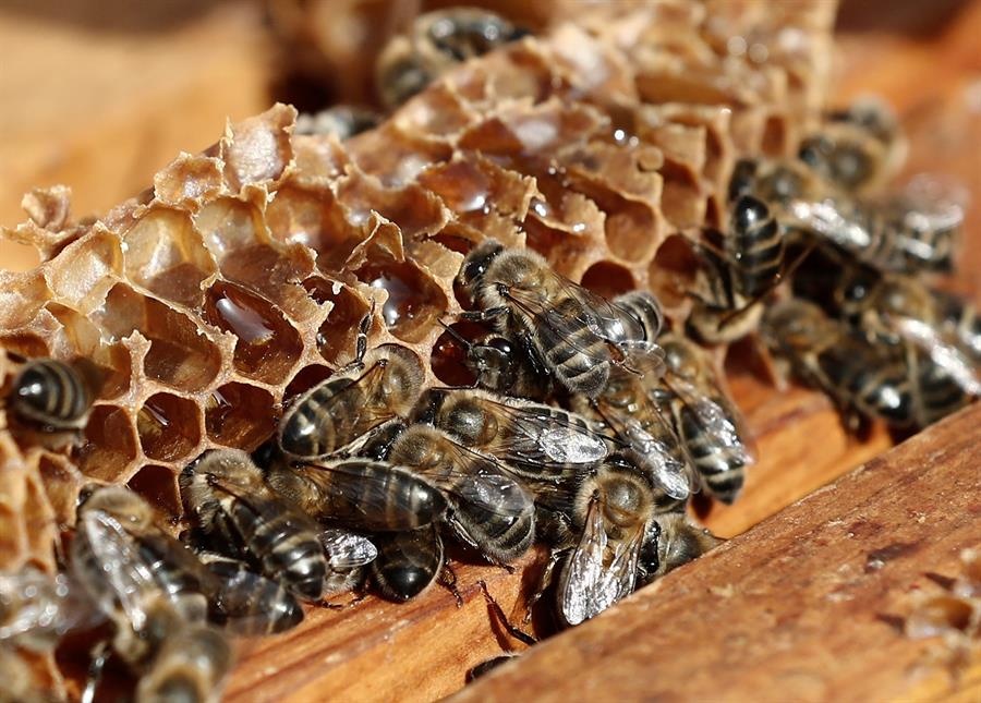 Tragedia en Soriano: un hombre hacía tareas de campo y lo mató un enjambre de abejas