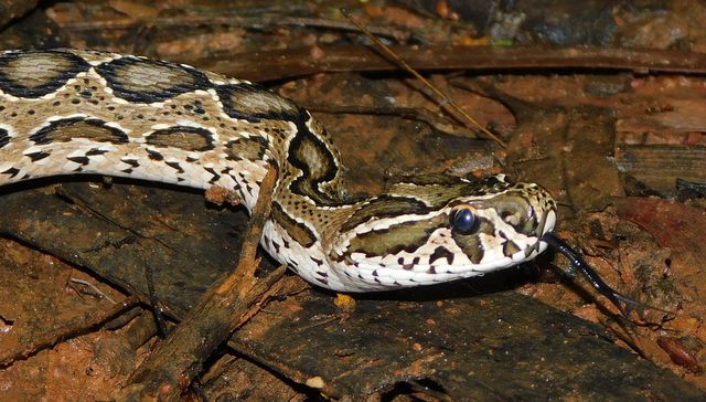 Pronta recuperación