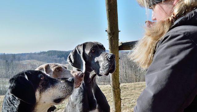 Vida de perros, por Andrés Peirano