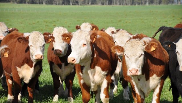 No es una vaca cualquiera