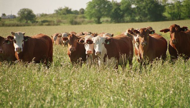 A los bifes (con arroz)