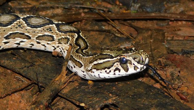 Pronta recuperación