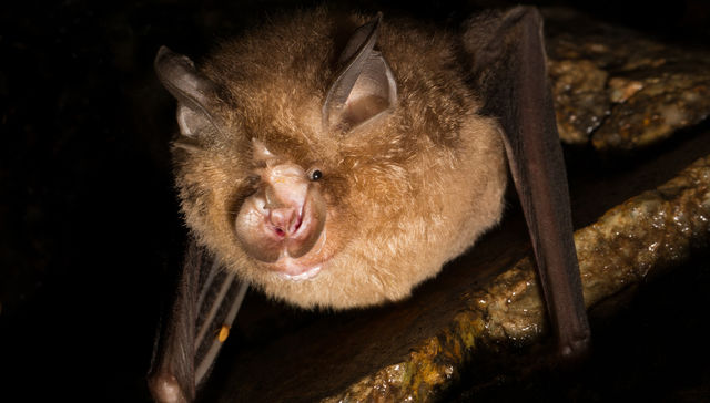 Por The New York Times