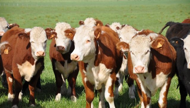 No es una vaca cualquiera