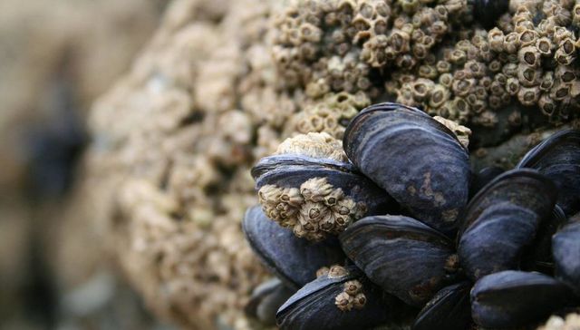 Salen a la provenzal