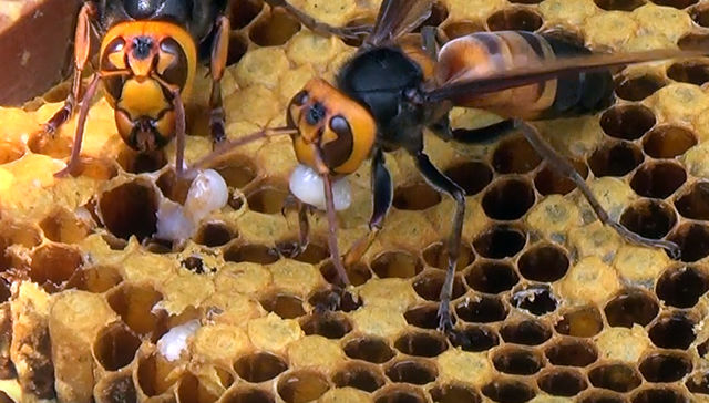 Por The New York Times