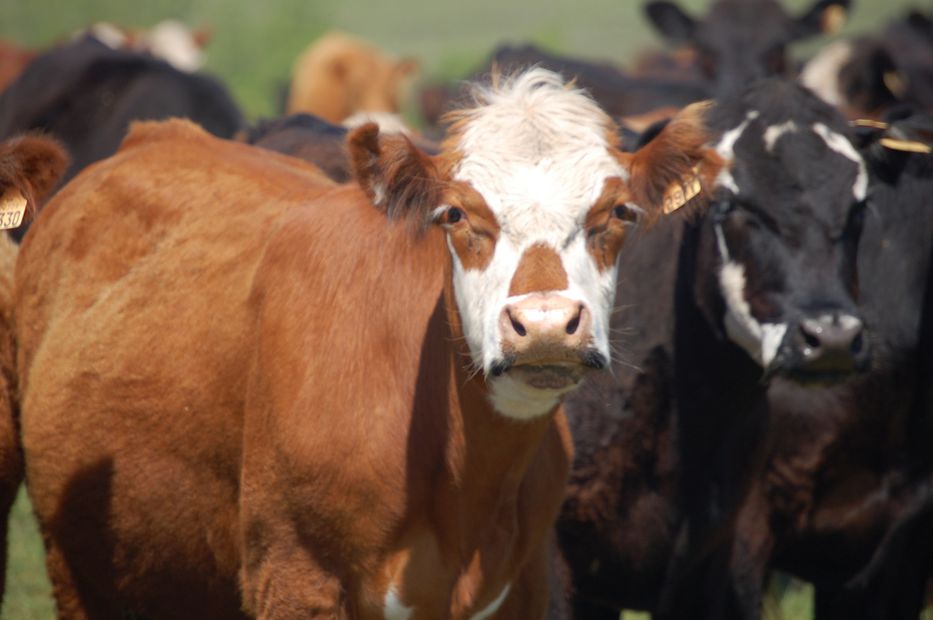 La culpa, ¿es de las vacas?
