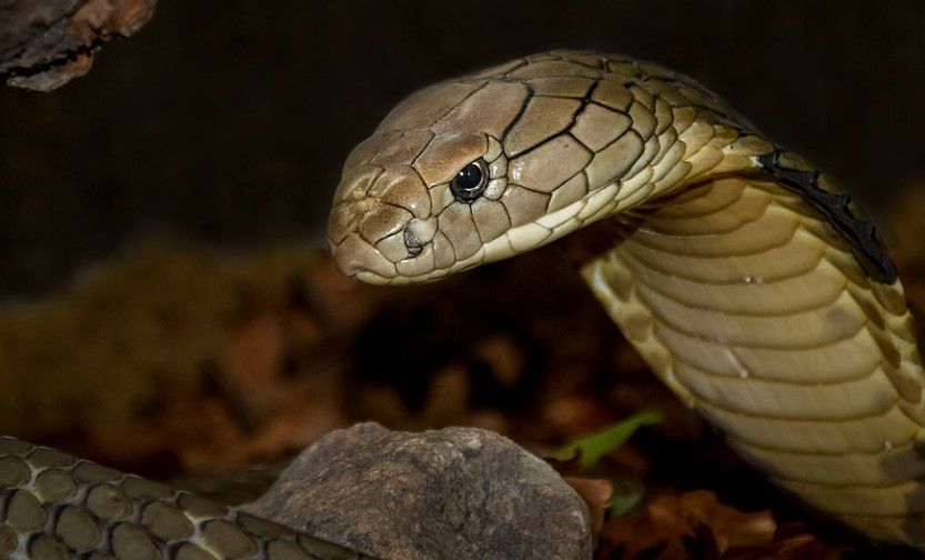Estaba de safari y una cobra le mordió el pene. Le tuvieron que cortar una parte