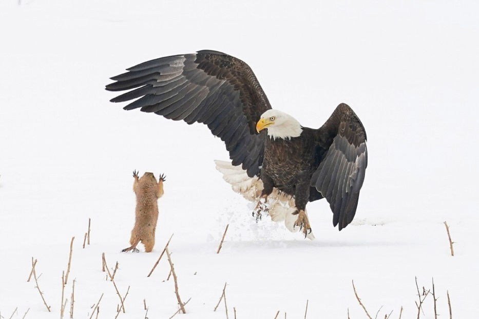© Arthur Trevino / Comedy Wildlife Photography Awards 2021