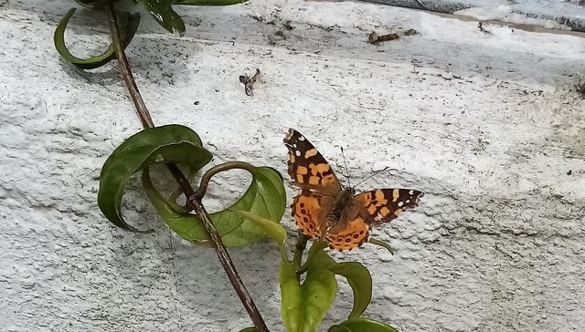 Nuestra fauna