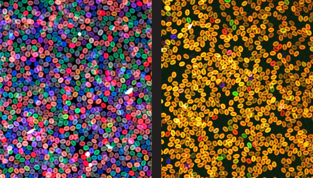 Por The New York Times