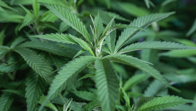 Buena, bonita y barata