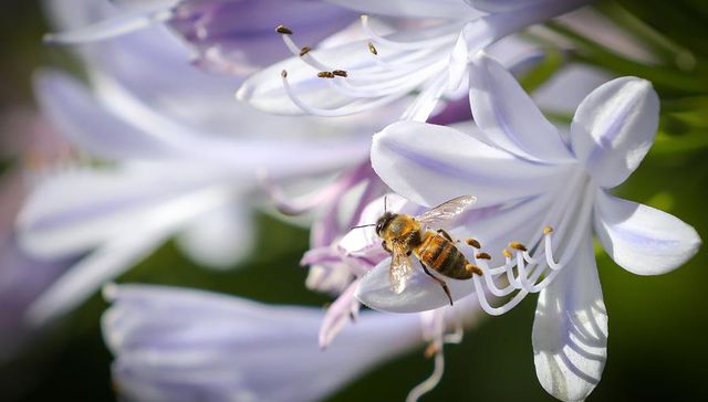 FAOcilitando la apicultura