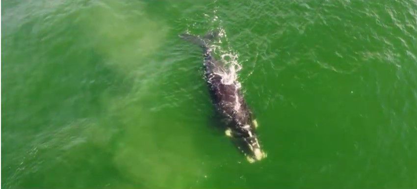 El show de la ballena