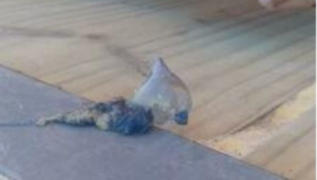 Llamemos a Bob Esponja