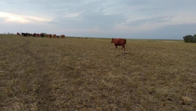 La que está cayendo