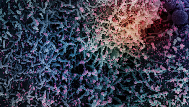 Por The New York Times