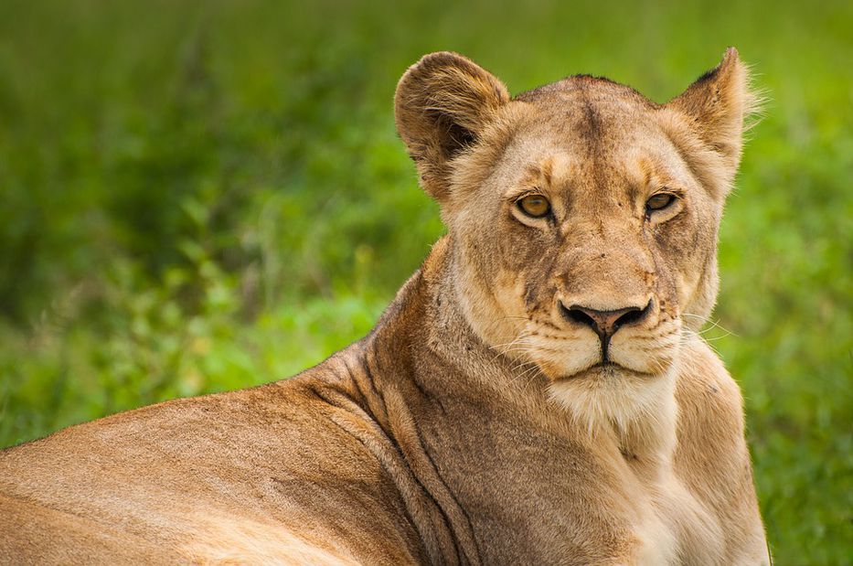 Irán: leona despedaza a un guardián en zoológico y huye junto a su compañero