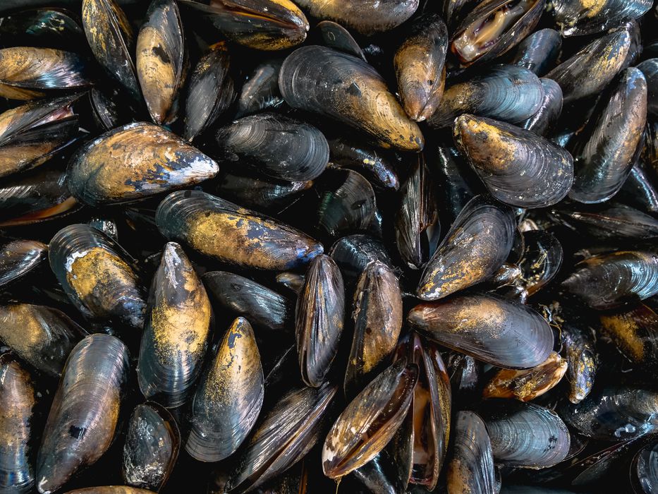 Marea roja: levantan veda para mejillones y almejas, pero continúa para berberechos