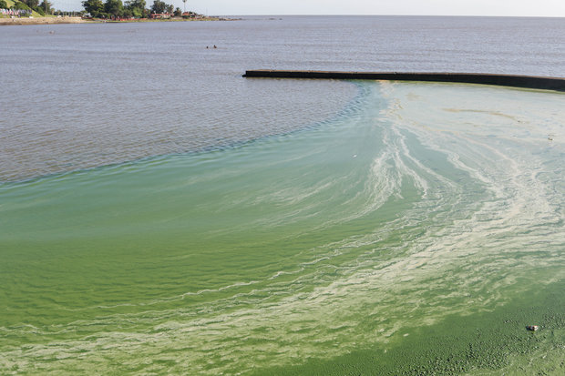 OSE por cianobacterias: en Costa Azul, La Floresta y Bello Horizonte se puede tomar agua