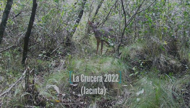 Sonrían, los están filmando