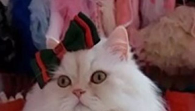Ningún gato barato