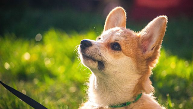 Vida de perros. Por Andrés Peirano