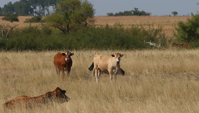 Pese al turismo uruguayo