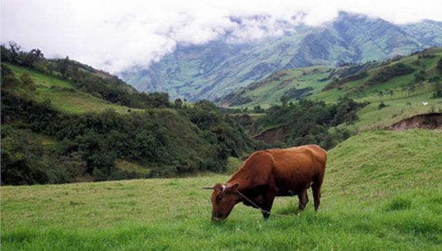 Un asado verde