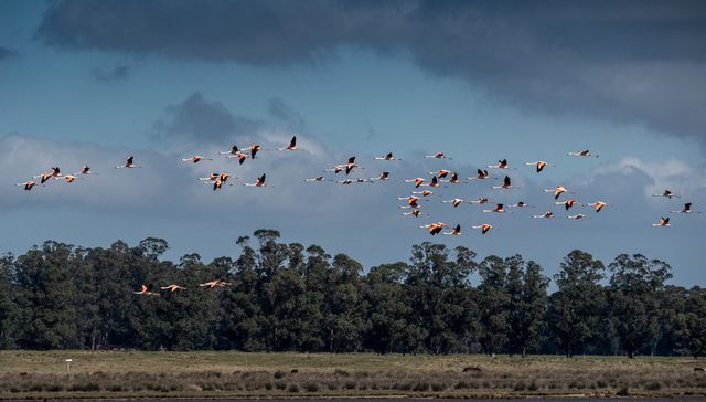 Con la biodiversidad no