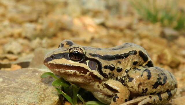 Nuestra fauna